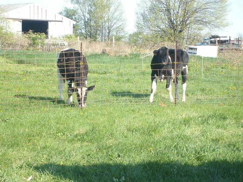 steers (151k image)